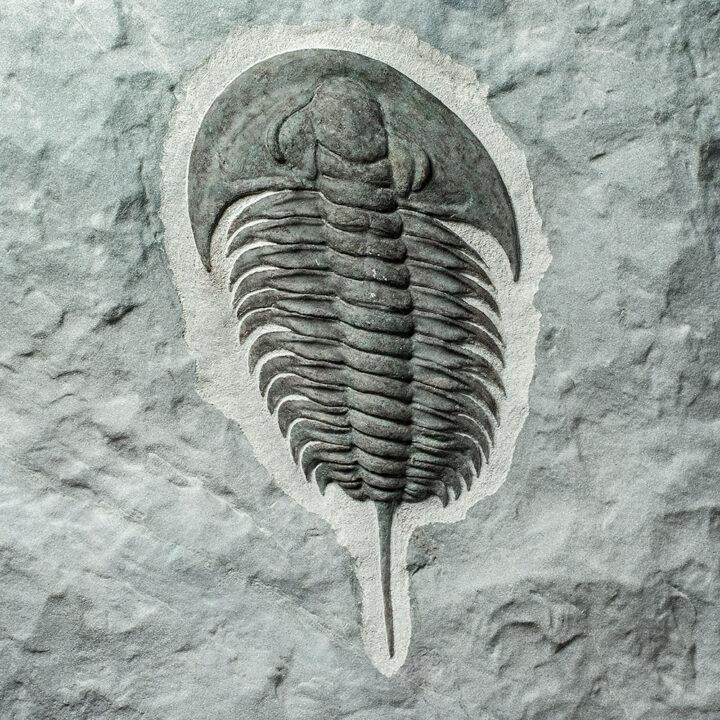 Spectacular Cambrian Trilobite &#8211; Pseudosaukianda, The Natural Canvas