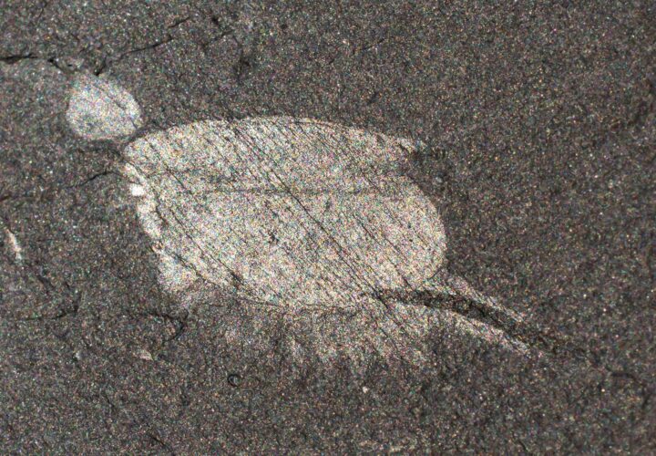 Burgess Shale &#8211; Canadaspis perfecta, The Natural Canvas