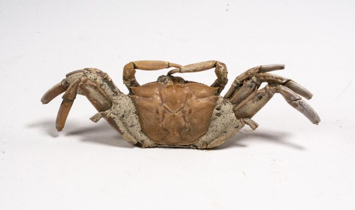 High Quality Crab &#8211; Macrophthalmus, The Natural Canvas