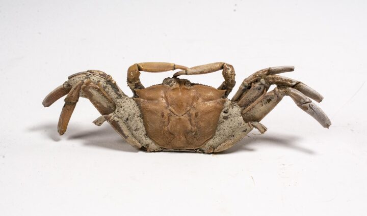 High Quality Crab - Macrophthalmus