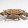 High Quality Crab &#8211; Macrophthalmus, The Natural Canvas