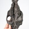 Early Horse Ancestor Skull - Plagiolophus - Image 2