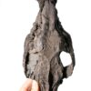 Early Horse Ancestor Skull - Plagiolophus - Image 3