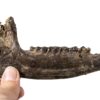 Early Horse Ancestor Skull - Plagiolophus - Image 5