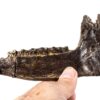 Early Horse Ancestor Skull - Plagiolophus - Image 4