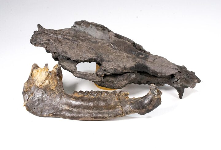 Early Horse Ancestor Skull - Plagiolophus