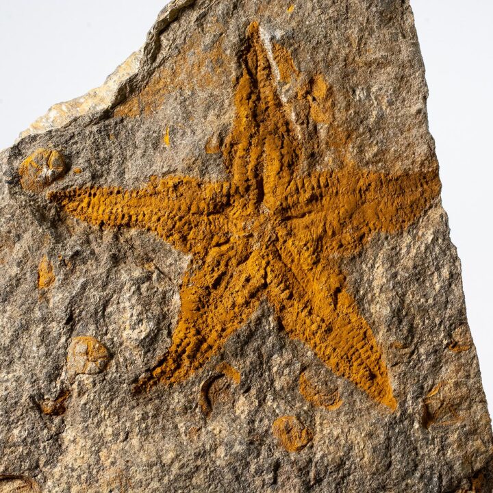 Starfish and Edrioasteroids, The Natural Canvas