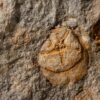 Starfish and Edrioasteroids, The Natural Canvas