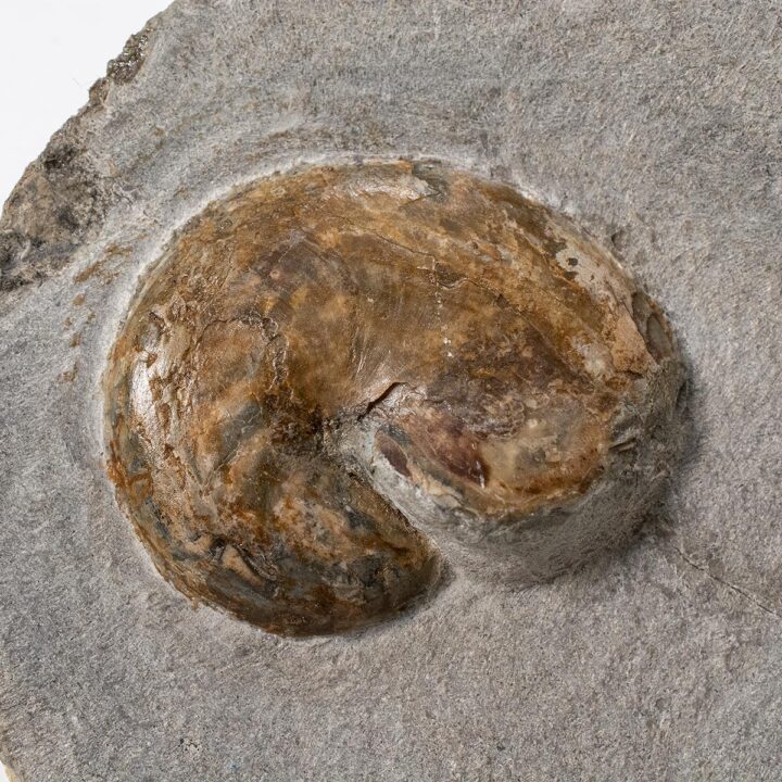 Miocene nautiloid &#8211; Aturia, The Natural Canvas