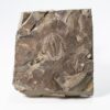 Incredibly well prepared trilobite &#8211; Olenellus gilberti, The Natural Canvas