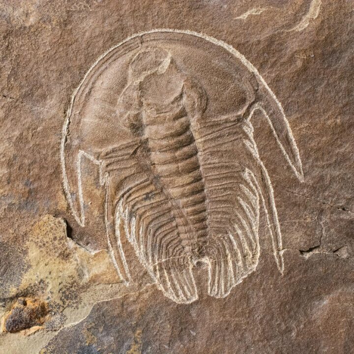 Incredibly well prepared trilobite &#8211; Olenellus gilberti, The Natural Canvas