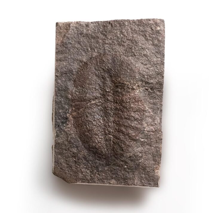 Softbodied arthropod - Duslia