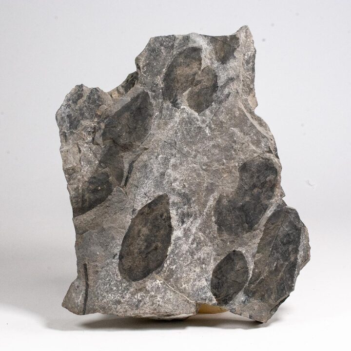 Paleocene leaves from Alaska