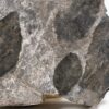 Paleocene leaves from Alaska - Image 2
