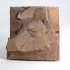 Cambrian Phyllocarid - Tuzoia - Image 2