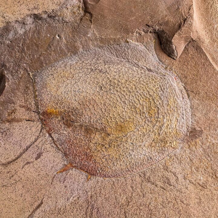Cambrian Phyllocarid - Tuzoia