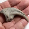 Ultra-rare dinosaur claw - Falcarius - Image 4