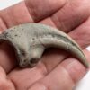 Ultra-rare dinosaur claw &#8211; Falcarius, The Natural Canvas