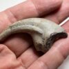 Ultra-rare dinosaur claw - Falcarius - Image 3