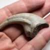 Ultra-rare dinosaur claw &#8211; Falcarius, The Natural Canvas