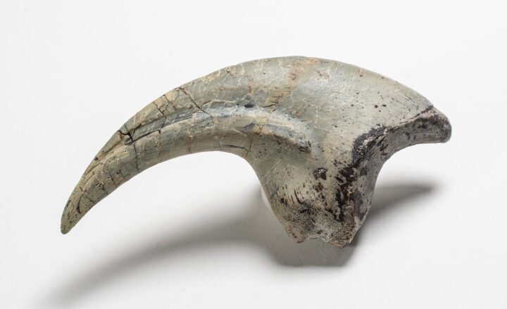 Ultra-rare dinosaur claw - Falcarius