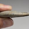 Ultra-rare dinosaur claw &#8211; Falcarius, The Natural Canvas