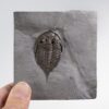 New York trilobite &#8211; Dalmanites limulurus, The Natural Canvas