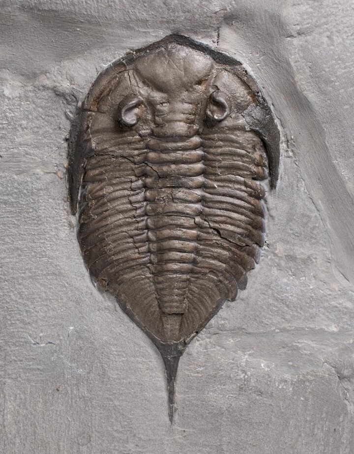 New York trilobite &#8211; Dalmanites limulurus, The Natural Canvas