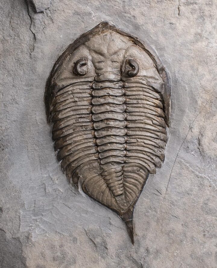 New York trilobite &#8211; Dalmanites limulurus, The Natural Canvas
