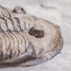 New York trilobite &#8211; Dalmanites limulurus, The Natural Canvas