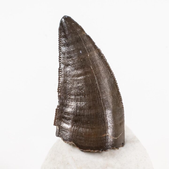 French Dinosaur Tooth – Nuthetes destructor | The Natural Canvas