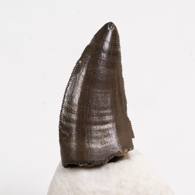 French Dinosaur Tooth – Nuthetes destructor | The Natural Canvas