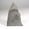 American Cambrian Naraoia - Image 2