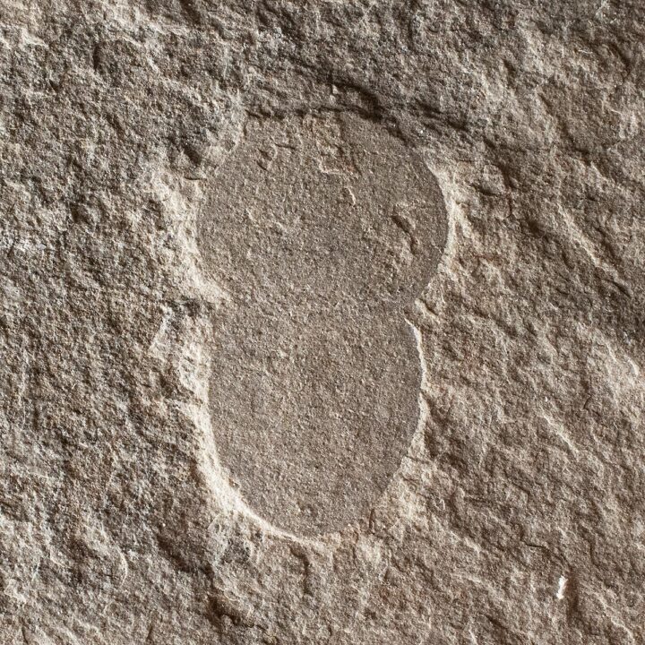 American Cambrian Naraoia