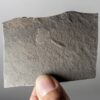 American Cambrian Naraoia - Image 2