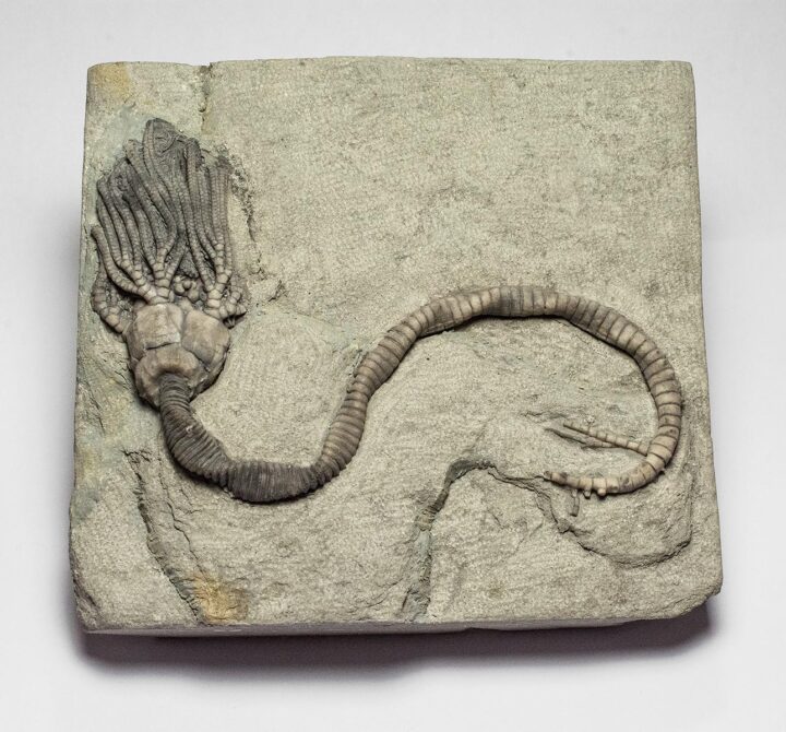 Iowa Crinoid &#8211; Platycrinites, The Natural Canvas