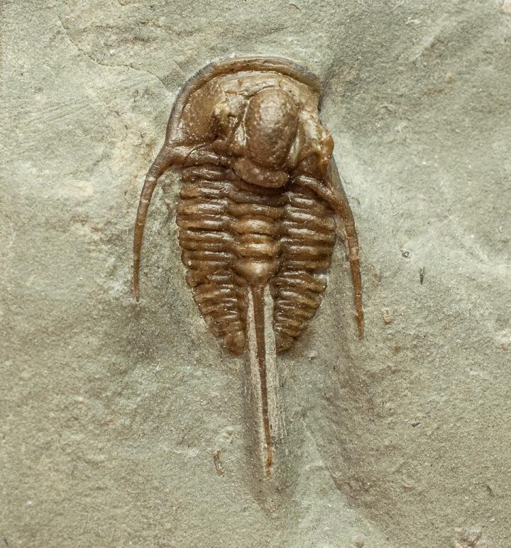 Dudley Trilobite &#8211; Cyphaspis, The Natural Canvas