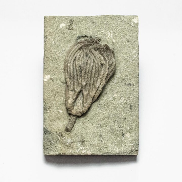 Crinoid &#8211; Pachylocrinus, The Natural Canvas