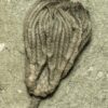 Crinoid &#8211; Pachylocrinus, The Natural Canvas