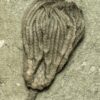 Crinoid - Pachylocrinus - Image 2