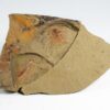 Ordovician Cactus Lobopod - Diania - Image 4