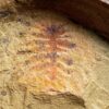 Ordovician Cactus Lobopod &#8211; Diania, The Natural Canvas