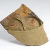 Ordovician Cactus Lobopod - Diania - Image 2