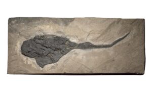 Fish | Product categories | The Natural Canvas