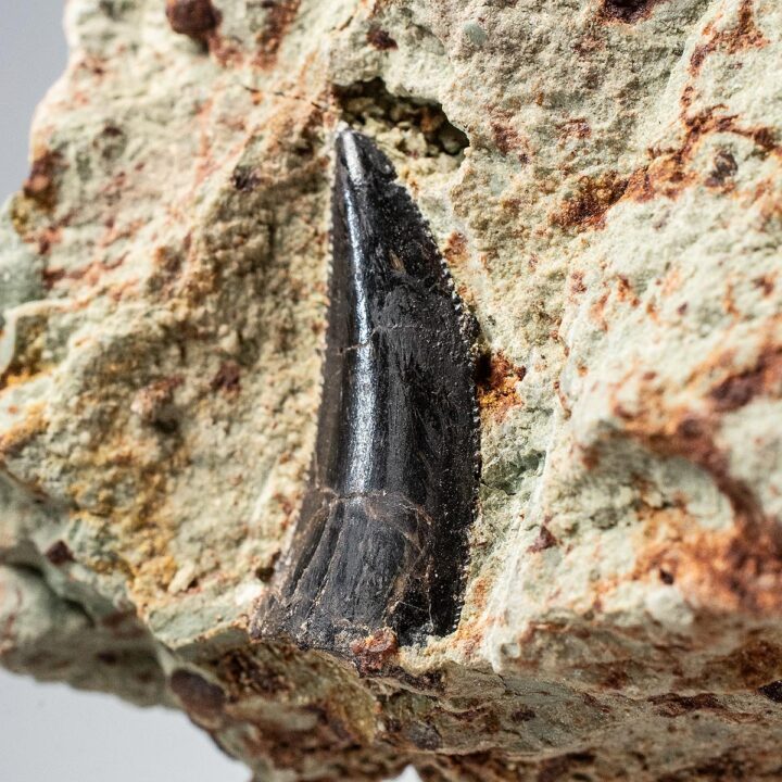 New Theropod tooth, The Natural Canvas