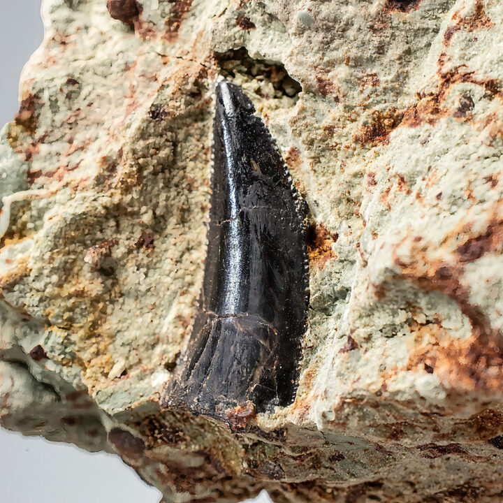 New Theropod tooth