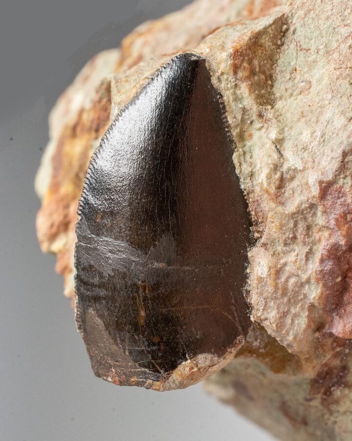 New Theropod tooth, The Natural Canvas