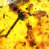 Flowers in Cretaceous Amber, The Natural Canvas