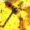 Flowers in Cretaceous Amber, The Natural Canvas