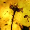 Flowers in Cretaceous Amber, The Natural Canvas